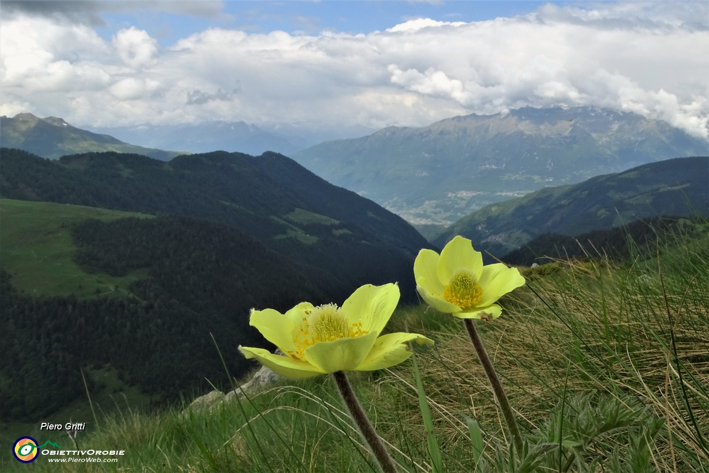 87 Pulsatilla alpina sulfurea.JPG